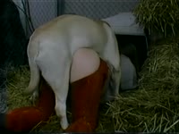 Farm sex with dog banging a big ass whore